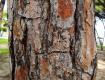 Bark 011