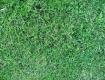 Grass 002