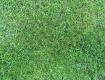 Grass 006