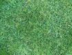 Grass 004