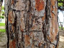 Bark 011