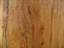 Bark 026