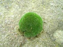 Moss 007