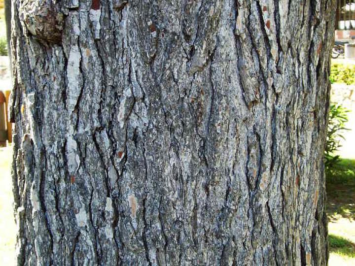 Bark 005
