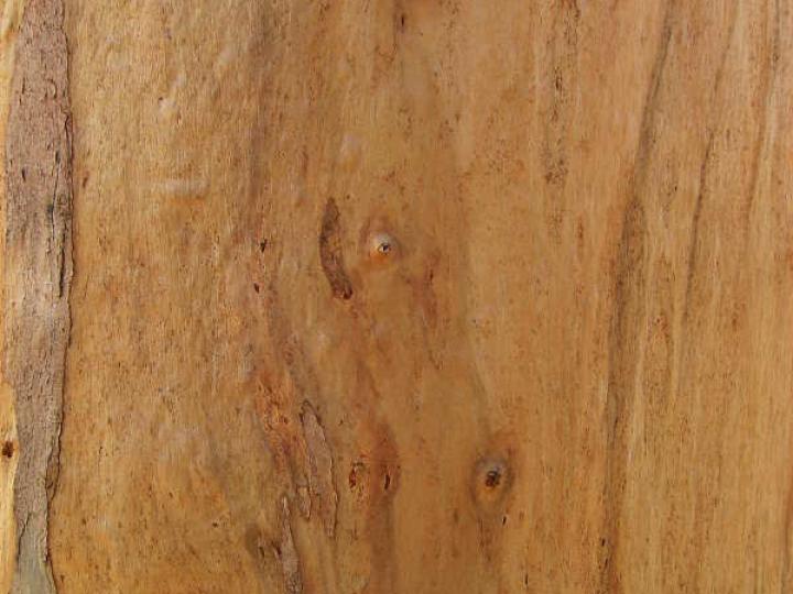 Bark 025
