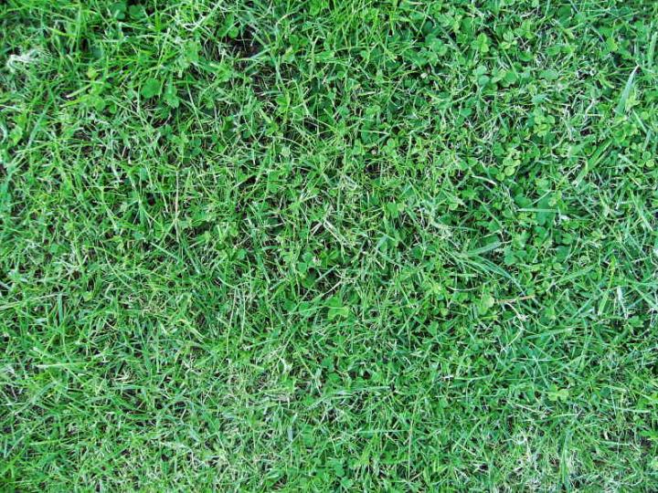 Grass 002